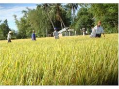 Mô Hình Sản Xuất Lúa Trên Ruộng Nhiễm Phèn, Mặn Cho Kết Quả Tốt
