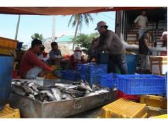 Cam Ranh (Khánh Hòa) Cá Mú, Cá Chẻm Được Mùa, Được Giá