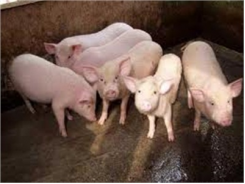 Hà Nội Cấp Miễn Phí Hơn 178.000 Liều Tinh Lợn