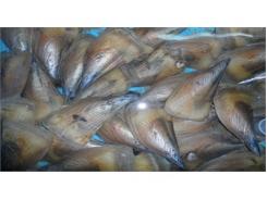 Ngư Dân Trúng Lớn Sò Mai Biển