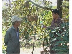 Loại Thuốc Làm Chín Trái Vẫn Được Phép Sử Dụng
