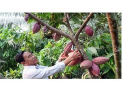 Gỡ Khó Cho Việc Phát Triển Cây Cacao Ở Đồng Bằng Sông Cửu Long