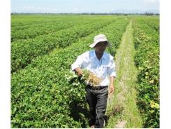 Trồng Đậu Phụng Trên Đất Lúa