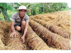 Long Mỹ (Hậu Giang) Vào Mùa Nấm Rơm