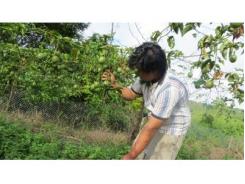 Bùng Phát Dịch Bệnh Trên Cây Chanh Dây Ở Đác Nông