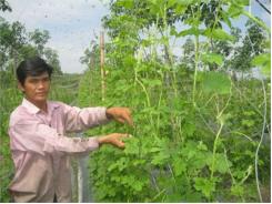 Vươn Lên Từ Mô Hình Trồng Rau An Toàn