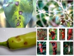 Biện pháp phòng trừ bệnh thán thư tăng năng suất cây ớt