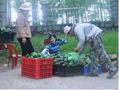 Bơ Lâm Đồng được giá, nông dân mừng ra mặt