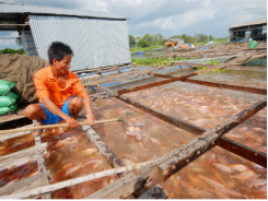 Liên kết sản xuất cá điêu hồng