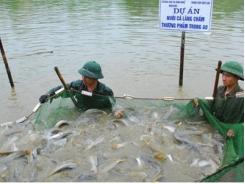 Nuôi thành công cá lăng chấm thương phẩm