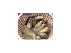 Một số tập tính sinh sản ở cá rô đồng 