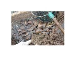 Công nghệ sản xuất giống và nuôi thương phẩm cá Song Chuột