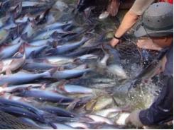 Hiệp hội Cá tra Việt Nam đã có bộ dữ liệu ban đầu về vùng nuôi, chủ thể vùng nuôi cá tra ĐBSCL