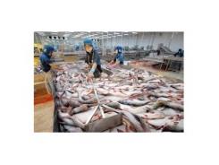Mỹ là thị trường nhập khẩu số 1 của cá tra Việt Nam