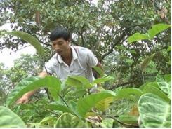 Phát triển cây dược liệu quý dưới tán rừng Sơn Động (Bắc Giang)