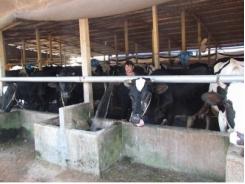 Chuyện đầu ra của những hộ mới chăn nuôi bò sữa