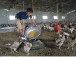 Hiệu quả từ mô hình chăn nuôi gà trên đệm lót sinh học ở Hưng Yên