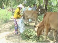 Thị xã Vĩnh Châu (Sóc Trăng) phát triển đàn vật nuôi hiệu quả