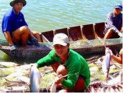 Doanh nghiệp cá tra vẫn chật vật với Nghị định 36