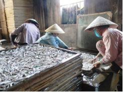 Bình Thuận khắc khoải làng cá cơm
