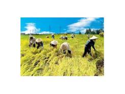 Thương lái hạ giá mua lúa Hè thu xuống 200-300 đồng/kg so với giá đặt cọc