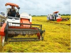 Hơn 90% nông dân làm lúa thu đông có lãi