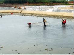Nghịch cảnh nghề nuôi tôm ở Đông Hải (Quảng Ninh)