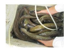 Thiết kế bể xi măng nuôi cá chình bông cho năng suất cao
