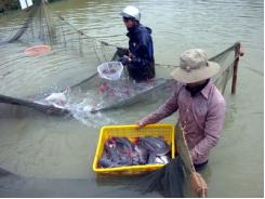 Tập huấn mô hình nuôi cá lăng nha