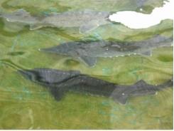 Triển vọng từ mô hình nuôi cá tầm ở Sơn Tây