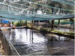 Bình Định nuôi cá tự phát ở huyện Hoài Nhơn gây ô nhiễm môi trường