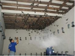 Lắp giàn loa trên mái nhà nuôi chim yến, kiếm tiền tỷ mỗi năm