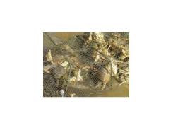 Thăng trầm nghề nuôi cua lột