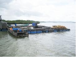 Nhiều giải pháp giảm ô nhiễm môi trường vùng nuôi thủy sản ven biển