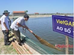 Nghiệm thu mô hình nuôi tôm theo quy trình Viet Gap tại Quỳnh Bảng (Nghệ An)