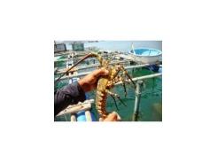 Giải pháp phát triển nuôi tôm hùm hiệu quả