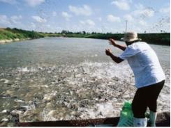 Hỗ trợ phát triển chứng nhận bền vững sản phẩm nuôi trồng thủy sản