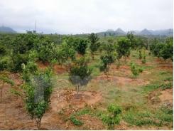 Thanh Hóa dừng đề án quy hoạch phát triển cây mắcca