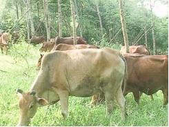 Vĩnh Linh phát triển đàn bò lên gần 10.000 con 