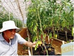 3 cách làm nông mới ở doanh nghiệp Phong Thúy