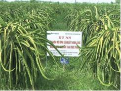 Hàm Thuận Bắc (Bình Thuận) có thêm 105 ha thanh long được cấp chứng nhận tiêu chuẩn VietGAP