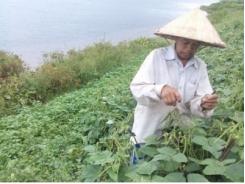 Tập trung chăm sóc các loại cây trồng vụ hè thu 