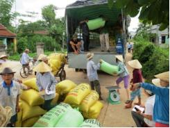 Liên kết sản xuất lúa giống hàng hóa ở Duy Xuyên doanh nghiệp đã quay lại thu mua sản phẩm