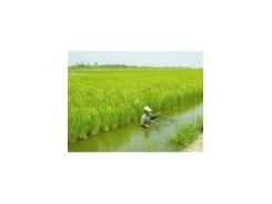 Hiệu quả và bền vững mô hình tôm - lúa