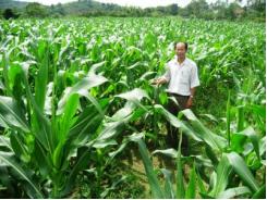 Bình Định sản xuất cây trồng cạn trên đất lúa thiếu nước hiệu quả cao nhưng chưa bền vững