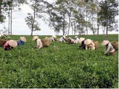 Nói không với FIPRONIL trên cây chè