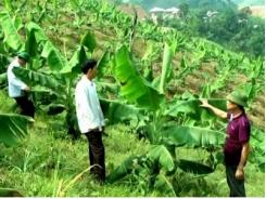 Xã Lùng Vai (Lào Cai) trồng mới 25 ha cây chuối mô