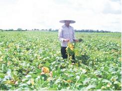 Cây đậu tương trên đất Hồng Minh (Thái Bình)