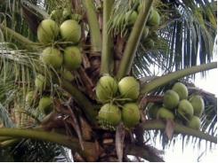 Thâm canh gần 15.000 ha dừa
