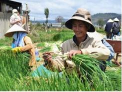 Hành lá tăng giá mạnh